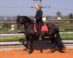 Pferd Sonajero X (Pura Raza Espanola (PRE), 1997, von Financiero II)