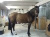 dressage horse Kabraxas (Hanoverian, 2003, from Kolibris As)