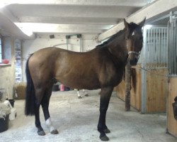 dressage horse Kabraxas (Hanoverian, 2003, from Kolibris As)