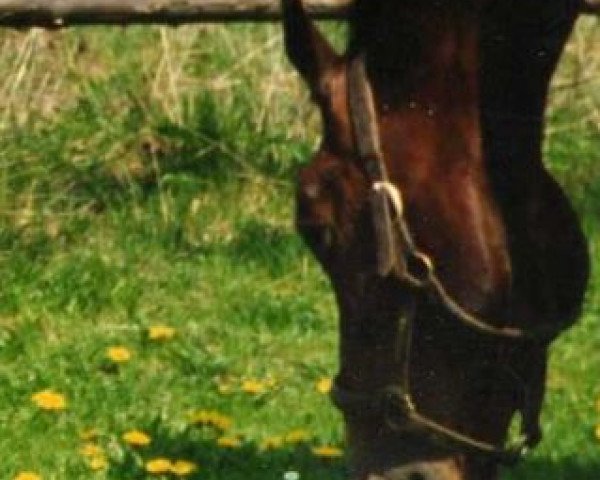 broodmare Kalinka (Württemberger,  , from Karat)