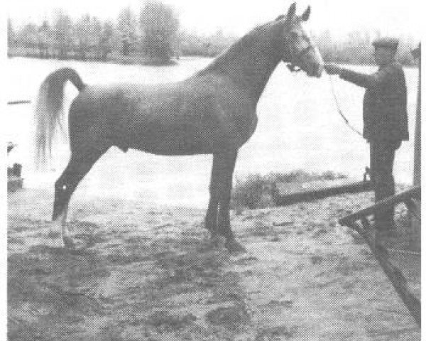stallion Zwier (Gelderland, 1958, from Olaf van Wittenstein)
