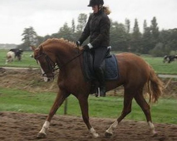 broodmare Sonjahof's Udessa (Nederlands Rijpaarden en Pony, 2003, from Veenstra's Promise)