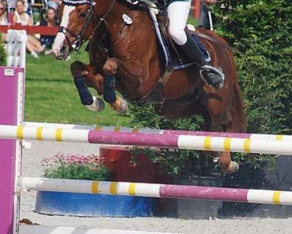 jumper Sonjahof's Iris (Dutch Pony, 2000, from Leuns Veld's Elegant)