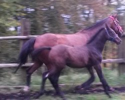 Pferd Coeur de la licorne (Schweizer Warmblut, 2014, von Carambo van de Helle)