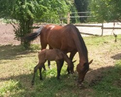 Pferd Cillberry Liz (Hannoveraner, 1995, von Cheenook)