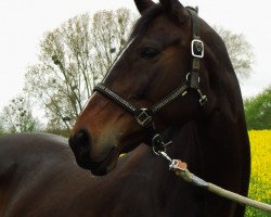 broodmare Conzita (Westphalian, 2003, from Concetto I)