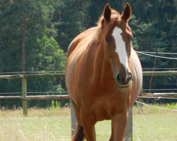 Pferd Alicia xx (Englisches Vollblut, 2007, von Intikhab xx)