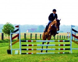 jumper El Kantano (Belgian Warmblood, 2010, from Eldorado vd Zeshoek Tn)