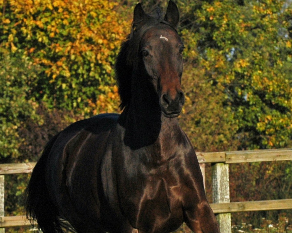 broodmare Nixe XIV (Holsteiner, 1998, from Heraldik xx)