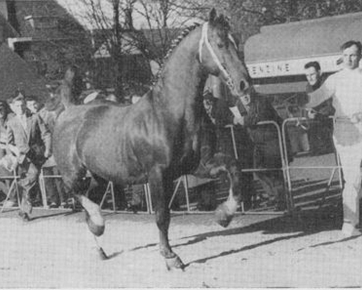Deckhengst Hertog van Gelre (Gelderländer, 1943, von Ot van Wittenstein)
