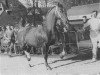 stallion Hertog van Gelre (Gelderland, 1943, from Ot van Wittenstein)
