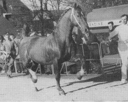 Deckhengst Hertog van Gelre (Gelderländer, 1943, von Ot van Wittenstein)