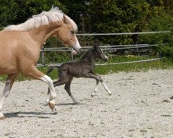 Dressurpferd Klein Roderijs Ferro (Nederlands Welsh Ridepony, 2012, von Diamond Hit)