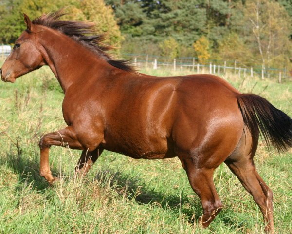 Pferd Mango Jac (Quarter Horse, 2013, von Jacs Great Spirit)