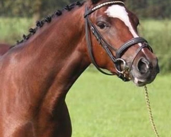 Pferd Molenwiel's Mentos (Nederlands Welsh Ridepony, 2011, von Leuns Veld's Winston)