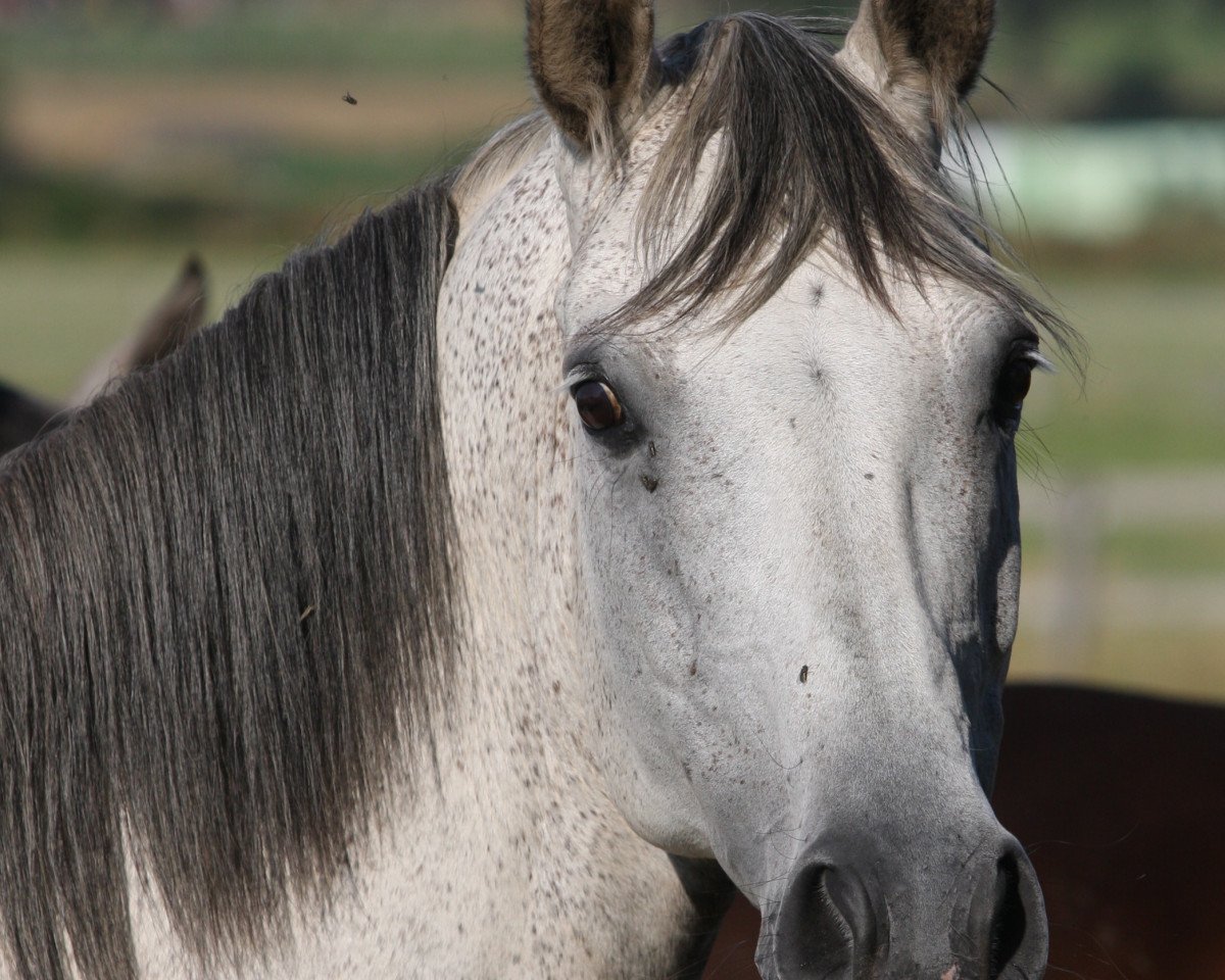 broodmare Ronja (Hanoverian,  , from Royal Diamond)