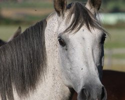 broodmare Ronja (Hanoverian,  , from Royal Diamond)