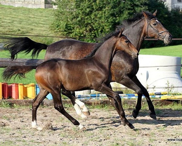 broodmare Migehnen (Trakehner, 1999, from Balzflug)