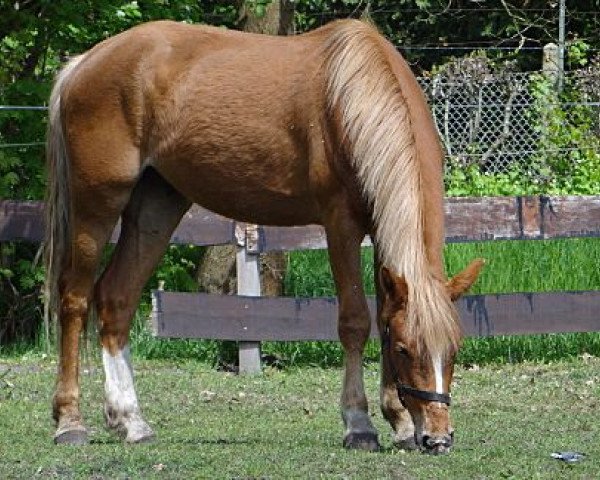 Pferd Bowie (Nederlands Rijpaarden en Pony,  , von Bowe)