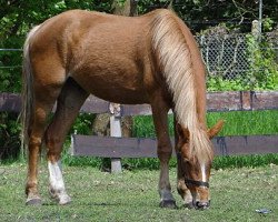 Pferd Bowie (Nederlands Rijpaarden en Pony,  , von Bowe)