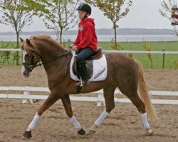 Deckhengst Prince Perfect (Nederlands Welsh Ridepony, 2003, von Veenstra's Promise)