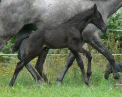 jumper Rabenk"nig (Trakehner, 2009, from Kasparow)