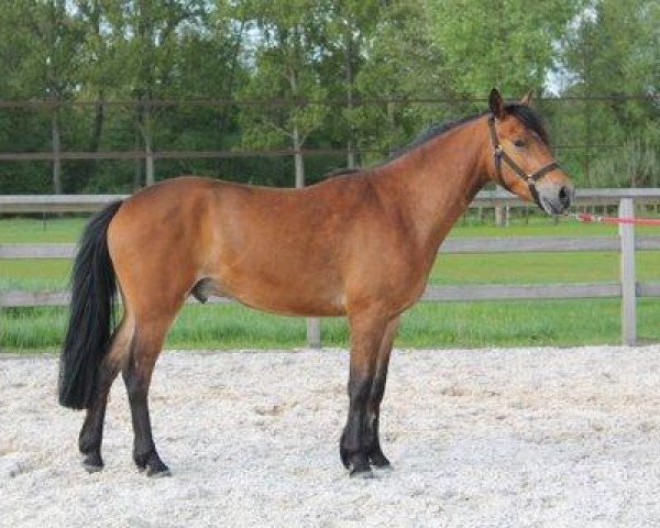 horse Odysseus Optimus (New Forest Pony, 2010, from Orchid's Romario II)