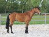 horse Odysseus Optimus (New Forest Pony, 2010, from Orchid's Romario II)