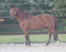 horse Oscar Optimus (New Forest Pony, 2010, from Orchid's Romario II)