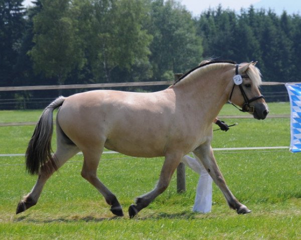 Zuchtstute Leika (Fjordpferd, 2002, von Kolja Halsnæs)