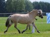 broodmare Leika (Fjord Horse, 2002, from Kolja Halsnæs)