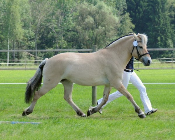 broodmare Ramira (Fjord Horse, 2005, from Ragnar)