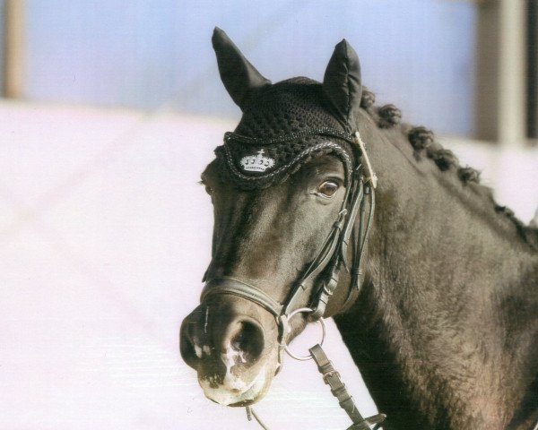 Dressurpferd Macho 82 (New-Forest-Pony, 1997, von Valentino)