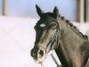 dressage horse Macho 82 (New Forest Pony, 1997, from Valentino)