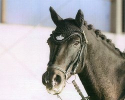 dressage horse Macho 82 (New-Forest-Pony, 1997, from Valentino)