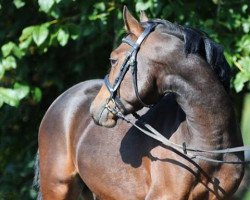 dressage horse Jetlag Ir (German Riding Pony, 2010, from Dream of Lord)