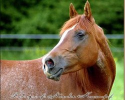 broodmare Mahabi Bint Iblis ox (Arabian thoroughbred, 2002, from El Iblis ox)