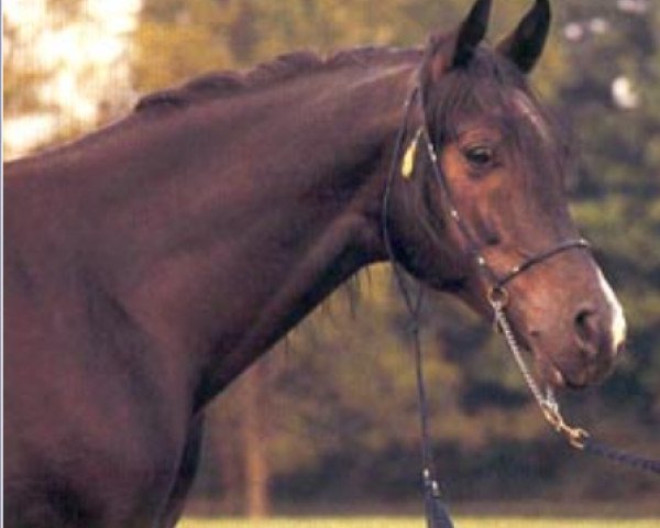 stallion Czako ox (Arabian thoroughbred, 1979, from Banat 1967 ox)