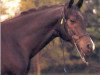 stallion Czako ox (Arabian thoroughbred, 1979, from Banat 1967 ox)