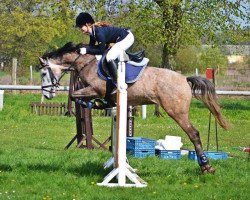 jumper Merlin's As (German Riding Pony, 2008, from Merlin)