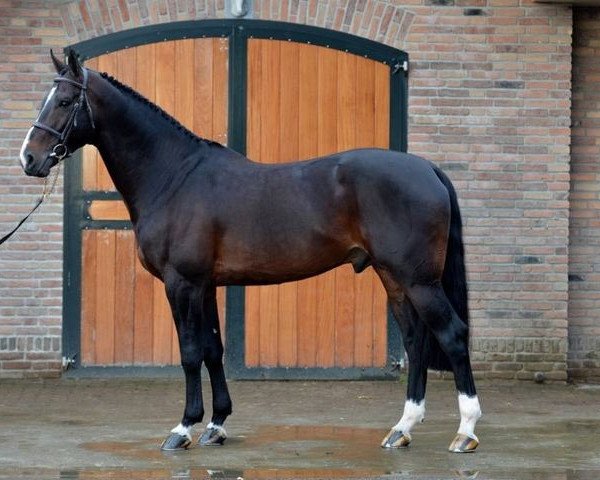 stallion Iceman de Muze (Belgian Warmblood, 2008, from Erco van het Roosakker)