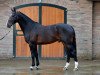 stallion Iceman de Muze (Belgian Warmblood, 2008, from Erco van het Roosakker)