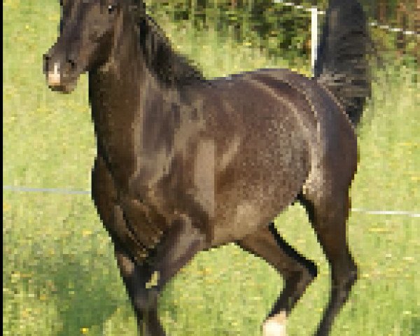 broodmare Mago ox (Arabian thoroughbred, 1995, from El Iblis ox)