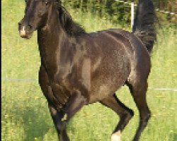 broodmare Mago ox (Arabian thoroughbred, 1995, from El Iblis ox)