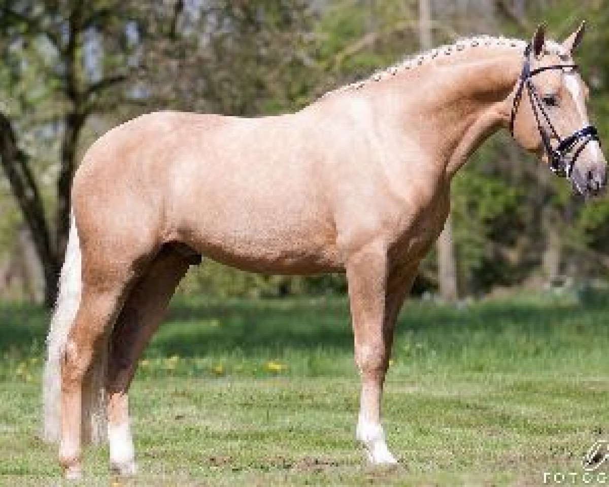 stallion Veenstra's Grapjas (Nederlands Welsh Ridepony, 2011, from Klein Roderijs Cocktail)