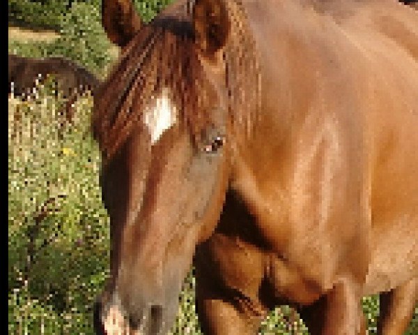 broodmare Kaprina ox (Arabian thoroughbred, 1990, from El Iblis ox)