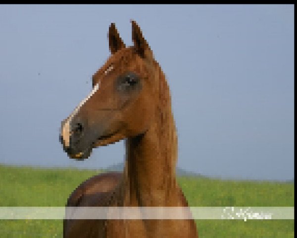 broodmare Khoni ox (Arabian thoroughbred, 1993, from El Iblis ox)