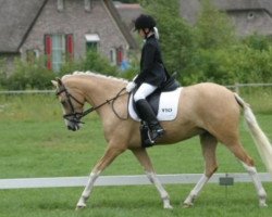 broodmare Veenstra's Miss White (Nederlands Welsh Ridepony, 2001, from Verona's Bo-Gi)