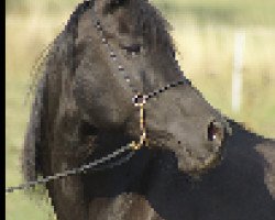 broodmare KHA ox (Arabian thoroughbred, 1996, from El Iblis ox)