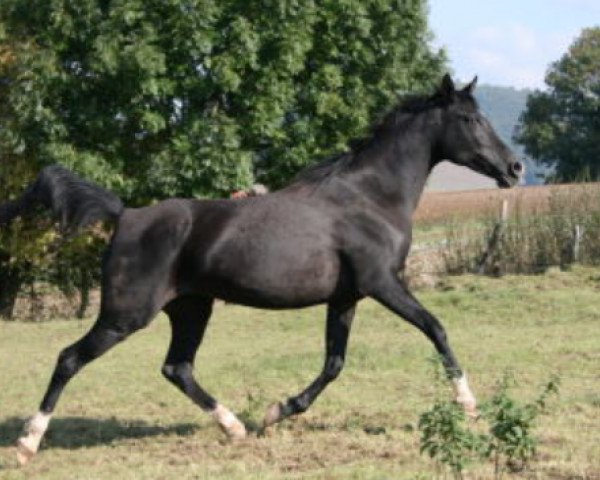 broodmare Khali ox (Arabian thoroughbred, 1996, from El Iblis ox)